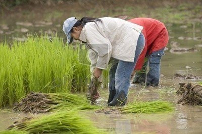 劳动课怎样落地生根