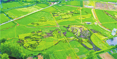 固始县南大桥乡谢楼村美丽稻田画