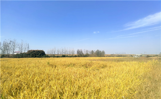 河南潢川：推动粮食产业高质量发展 打造农业现代化“潢川样板”